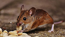 24 Hour & Emergency Exterminators in Palos Verdes Peninsula, CA